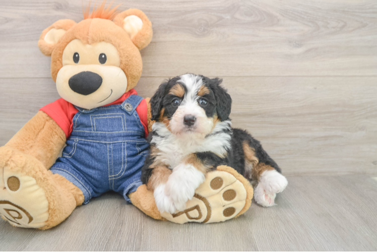 Energetic Mini Bernesedoodle Poodle Mix Puppy