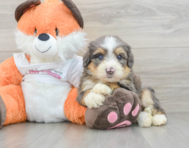 8 week old Mini Bernedoodle Puppy For Sale - Lone Star Pups