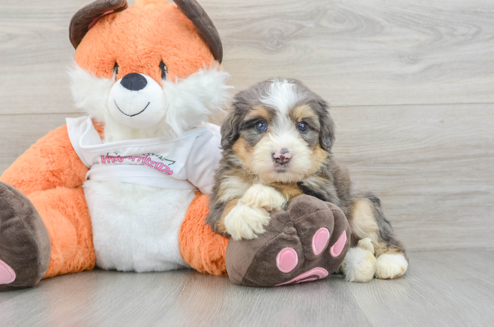 7 week old Mini Bernedoodle Puppy For Sale - Lone Star Pups