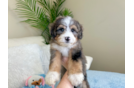 Cute Mini Bernedoodle Baby