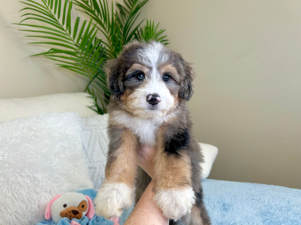 Cute Mini Bernedoodle Baby