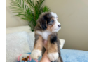Cute Mini Bernedoodle Poodle Mix Pup
