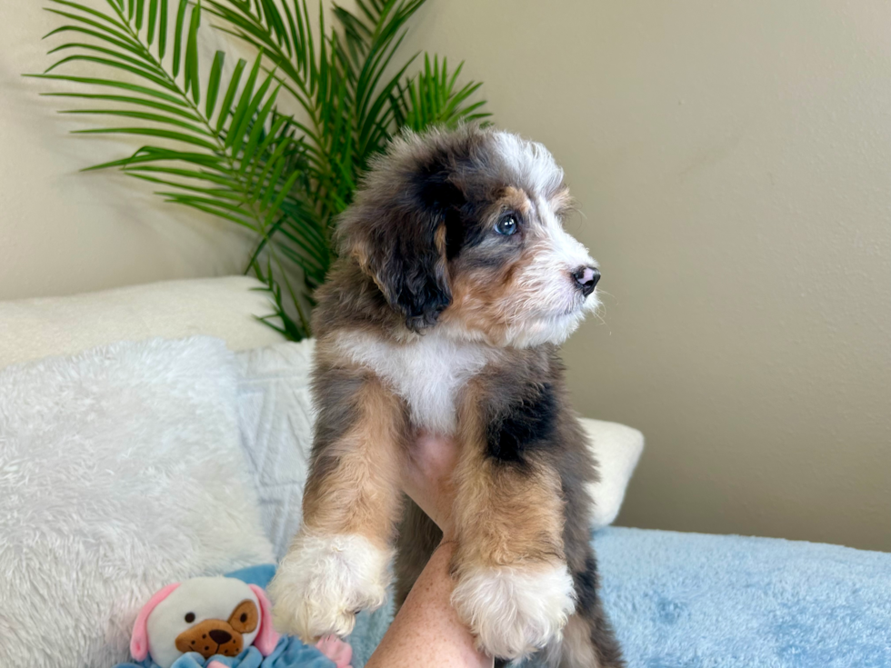 Cute Mini Bernedoodle Poodle Mix Pup