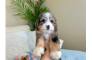 Cute Mini Bernedoodle Poodle Mix Pup