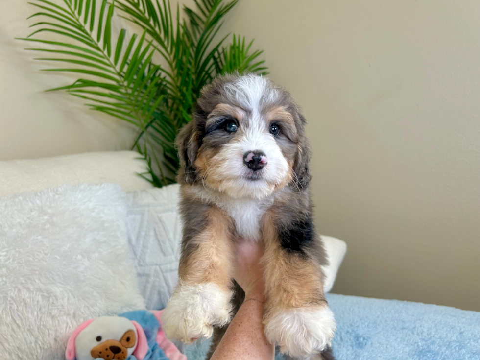 Cute Mini Bernedoodle Poodle Mix Pup