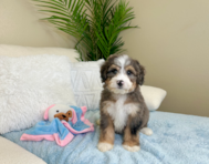 8 week old Mini Bernedoodle Puppy For Sale - Lone Star Pups