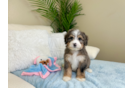 Cute Mini Bernesedoodle Poodle Mix Puppy