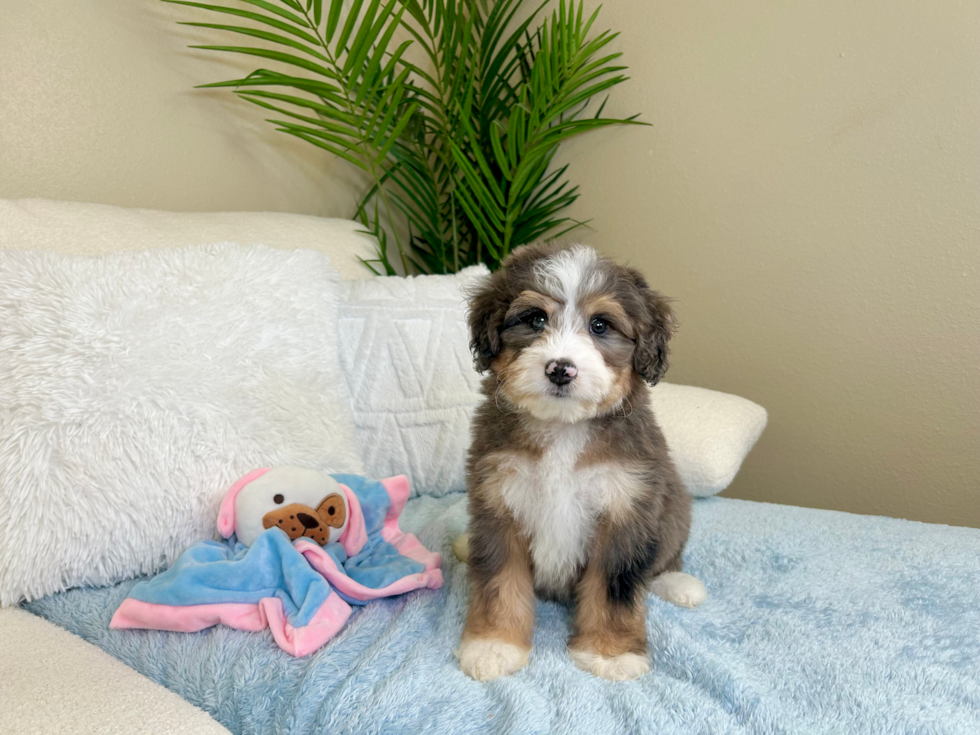 Cute Mini Bernesedoodle Poodle Mix Puppy