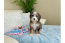 Cute Mini Bernedoodle Poodle Mix Pup