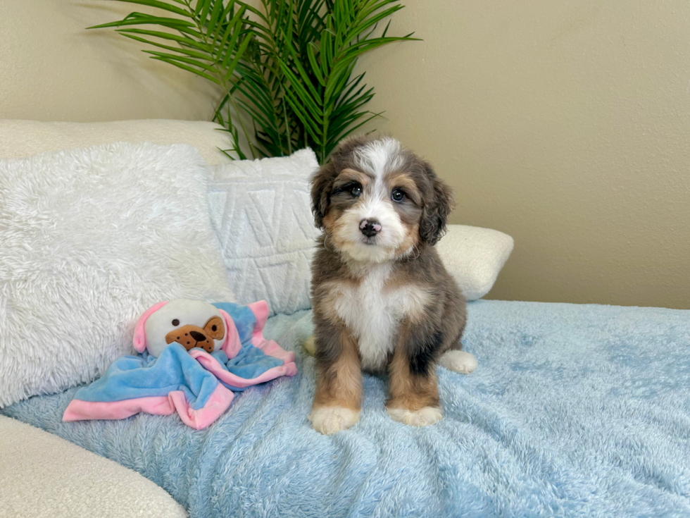 Cute Mini Bernedoodle Poodle Mix Pup