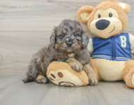7 week old Mini Bernedoodle Puppy For Sale - Lone Star Pups