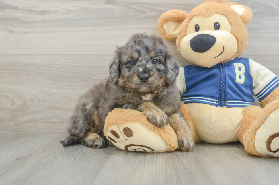5 week old Mini Bernedoodle Puppy For Sale - Lone Star Pups