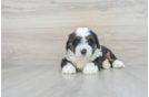 Happy Mini Bernedoodle Baby