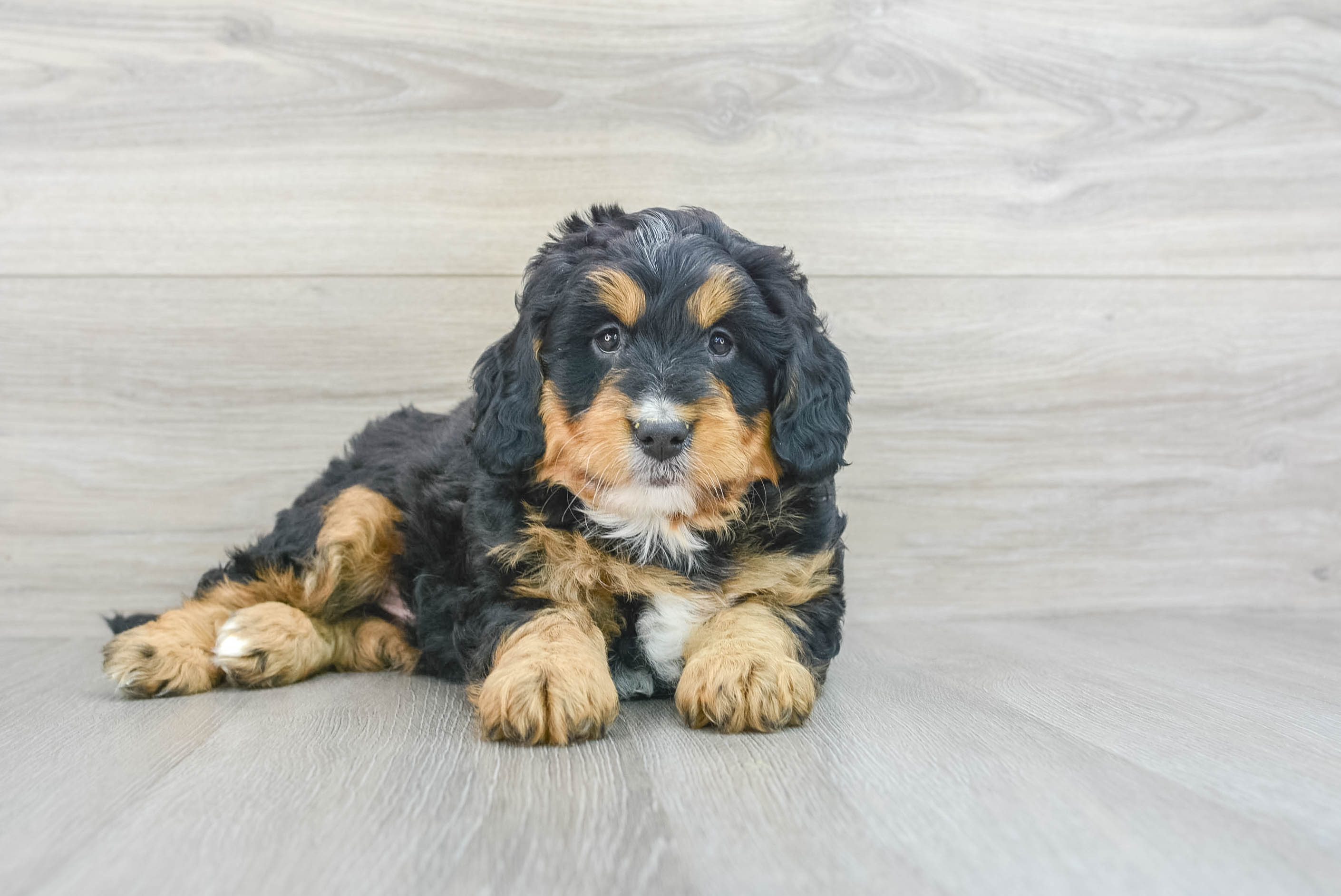 Cute Mini Bernedoodle Baby
