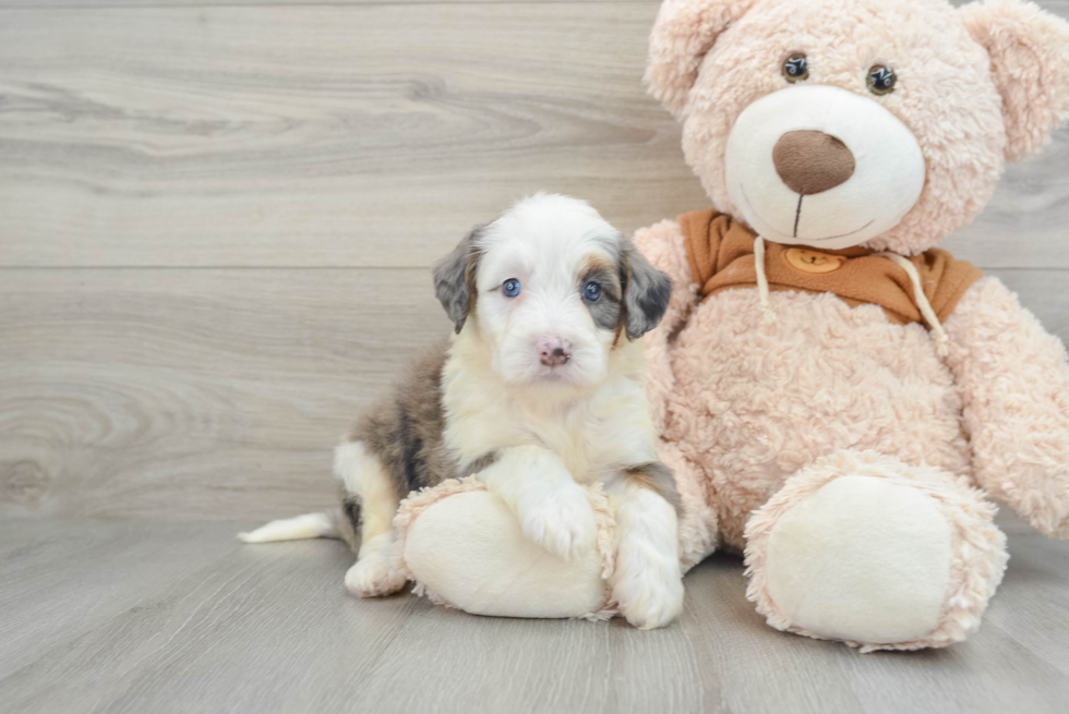 Fluffy Mini Bernedoodle Poodle Mix Pup