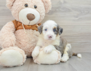 8 week old Mini Bernedoodle Puppy For Sale - Lone Star Pups