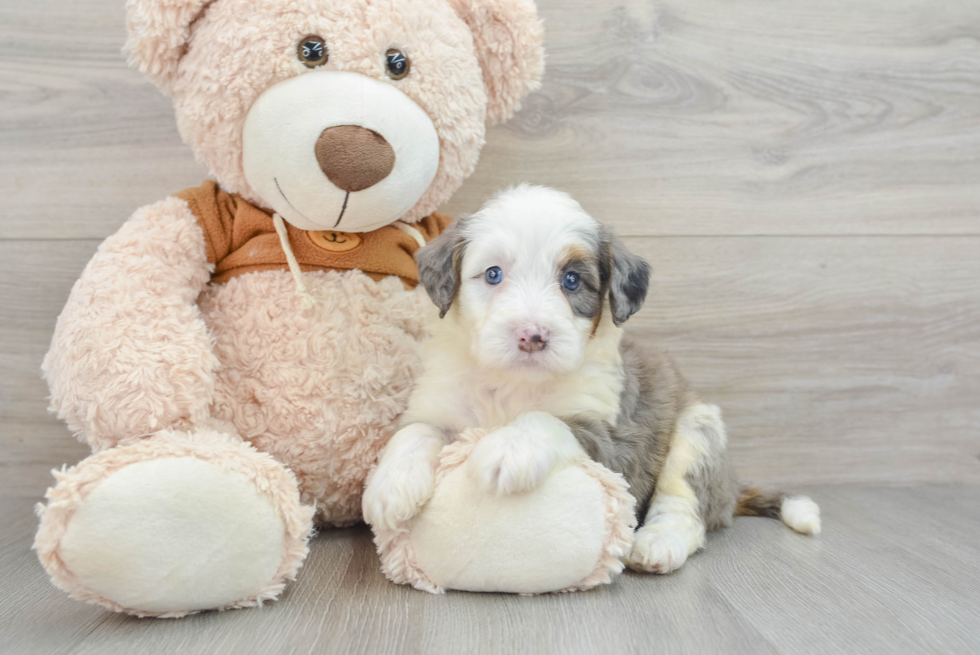 Best Mini Bernedoodle Baby