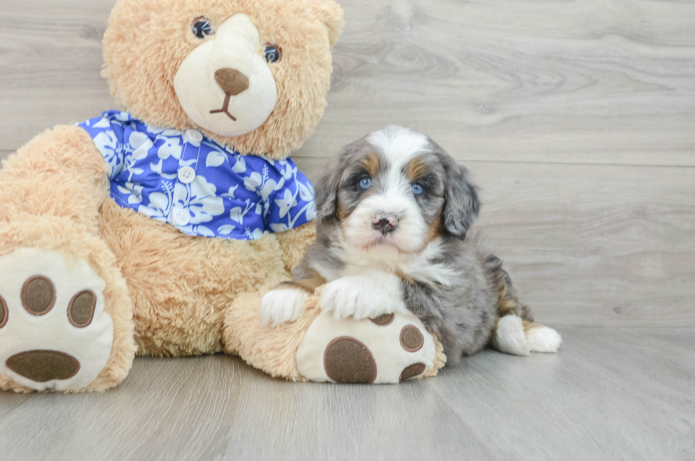 7 week old Mini Bernedoodle Puppy For Sale - Lone Star Pups