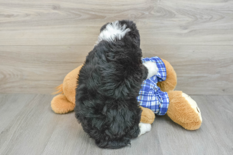 Best Mini Bernedoodle Baby