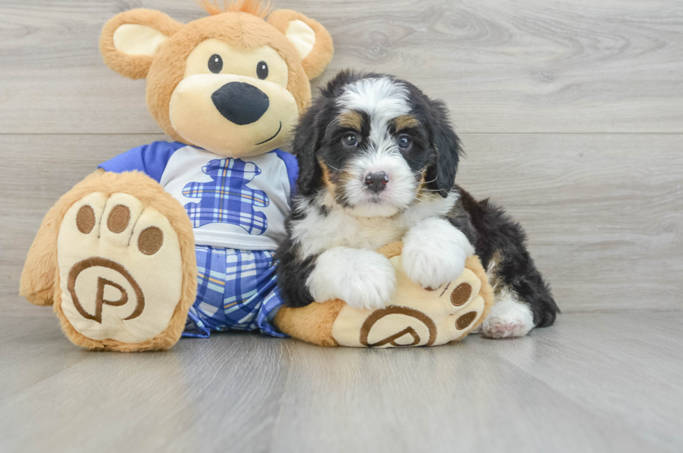 6 week old Mini Bernedoodle Puppy For Sale - Lone Star Pups