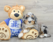 8 week old Mini Bernedoodle Puppy For Sale - Lone Star Pups