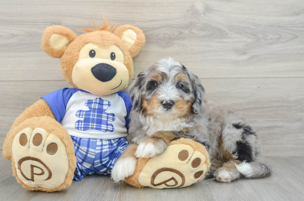6 week old Mini Bernedoodle Puppy For Sale - Lone Star Pups