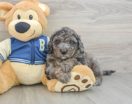 7 week old Mini Bernedoodle Puppy For Sale - Lone Star Pups