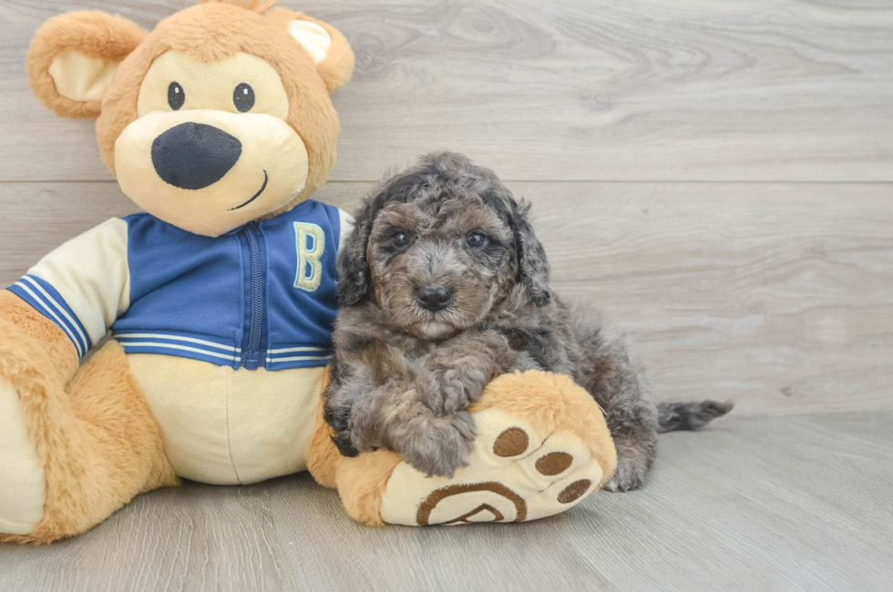 5 week old Mini Bernedoodle Puppy For Sale - Lone Star Pups
