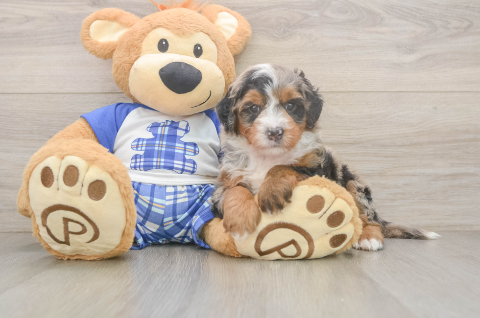 5 week old Mini Bernedoodle Puppy For Sale - Lone Star Pups