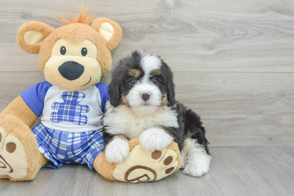 Popular Mini Bernedoodle Poodle Mix Pup