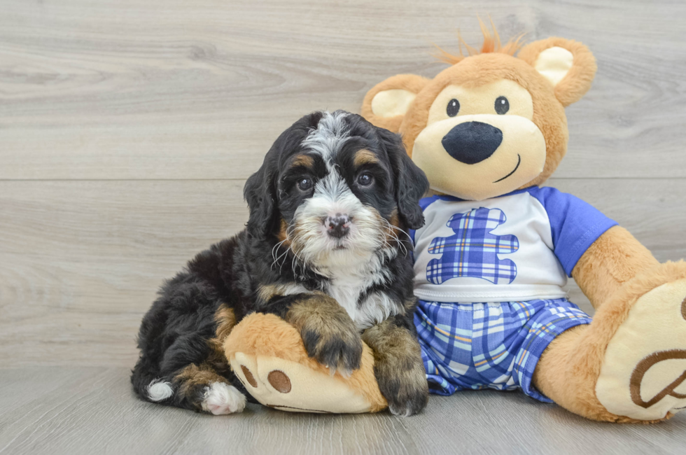 6 week old Mini Bernedoodle Puppy For Sale - Lone Star Pups