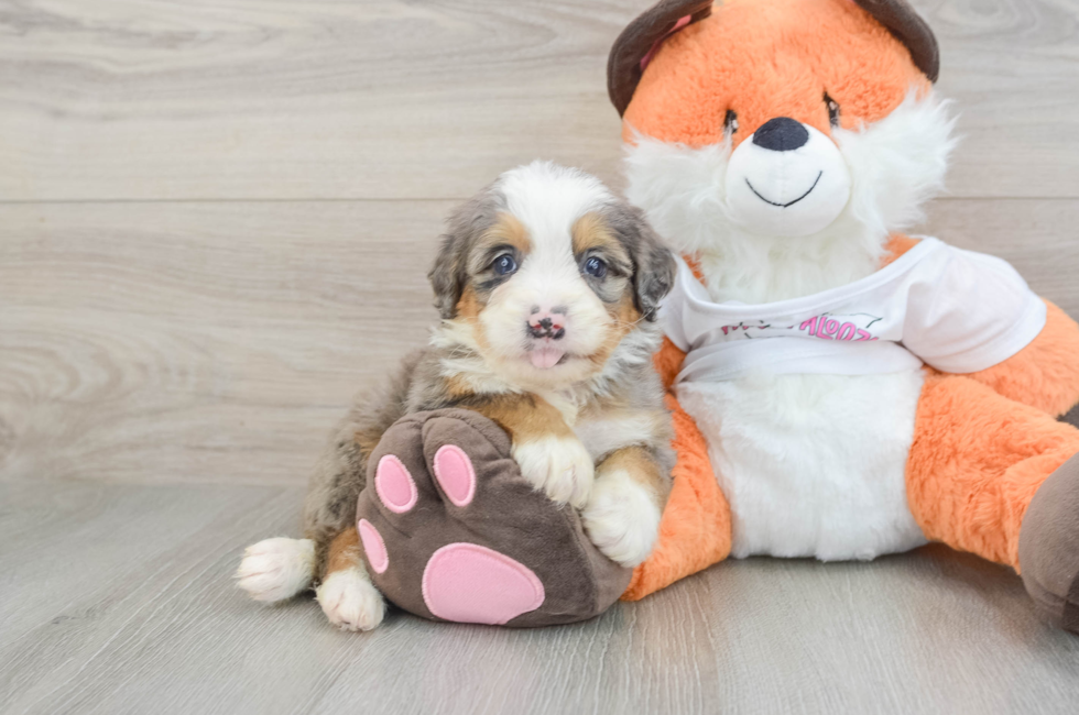 7 week old Mini Bernedoodle Puppy For Sale - Lone Star Pups