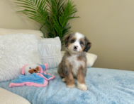 8 week old Mini Bernedoodle Puppy For Sale - Lone Star Pups