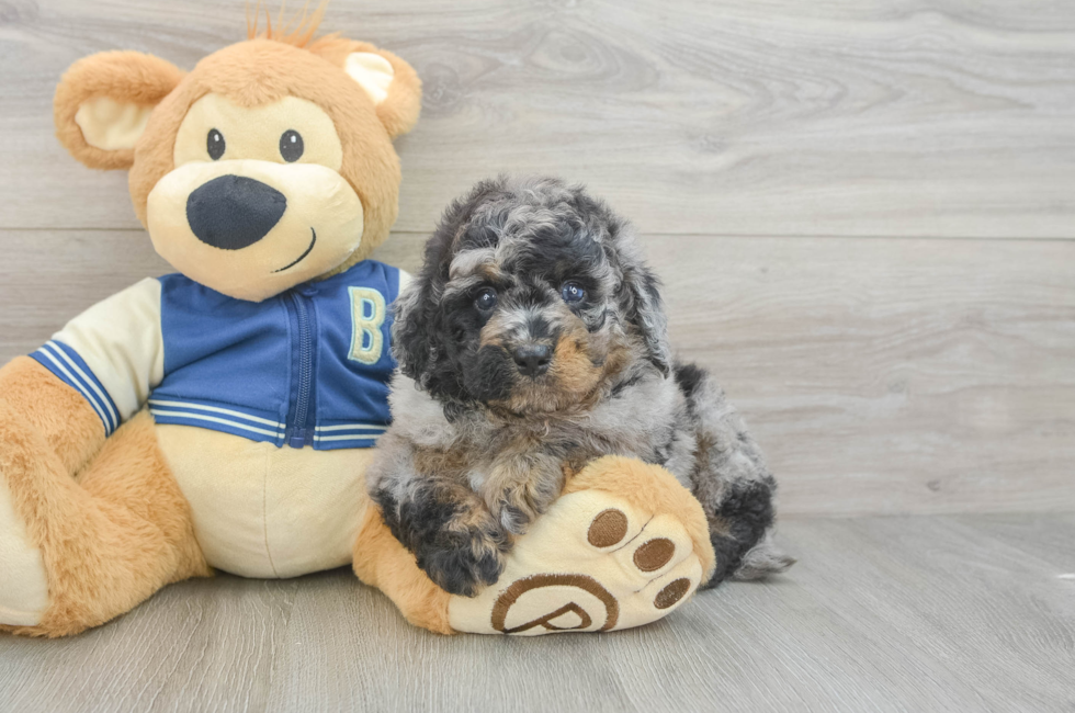 5 week old Mini Bernedoodle Puppy For Sale - Lone Star Pups