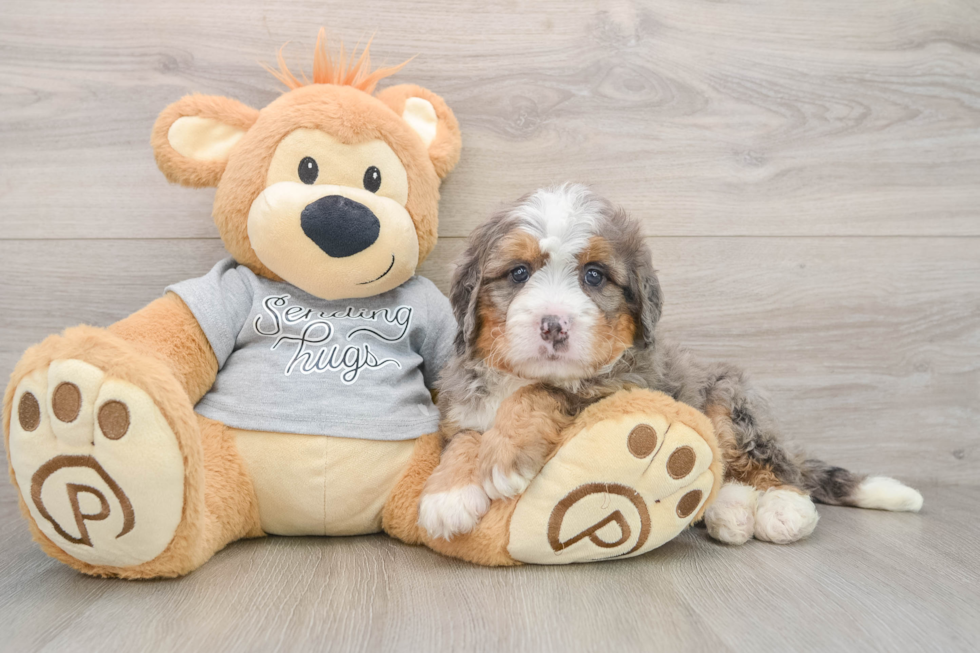 Best Mini Bernedoodle Baby