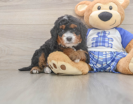 7 week old Mini Bernedoodle Puppy For Sale - Lone Star Pups