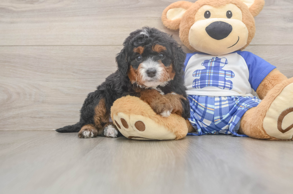 5 week old Mini Bernedoodle Puppy For Sale - Lone Star Pups