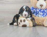 7 week old Mini Bernedoodle Puppy For Sale - Lone Star Pups