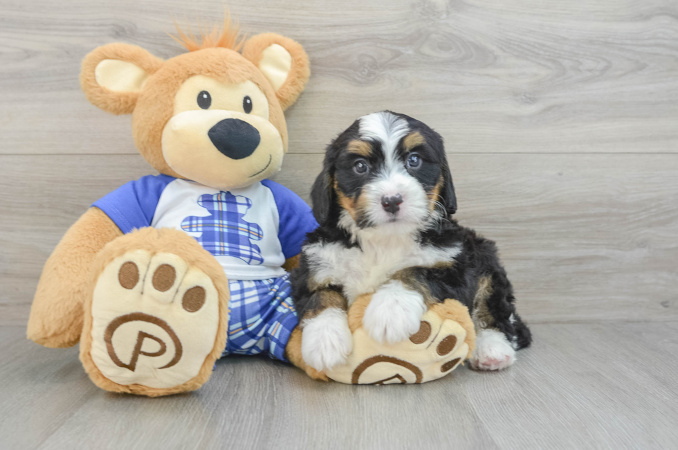 6 week old Mini Bernedoodle Puppy For Sale - Lone Star Pups