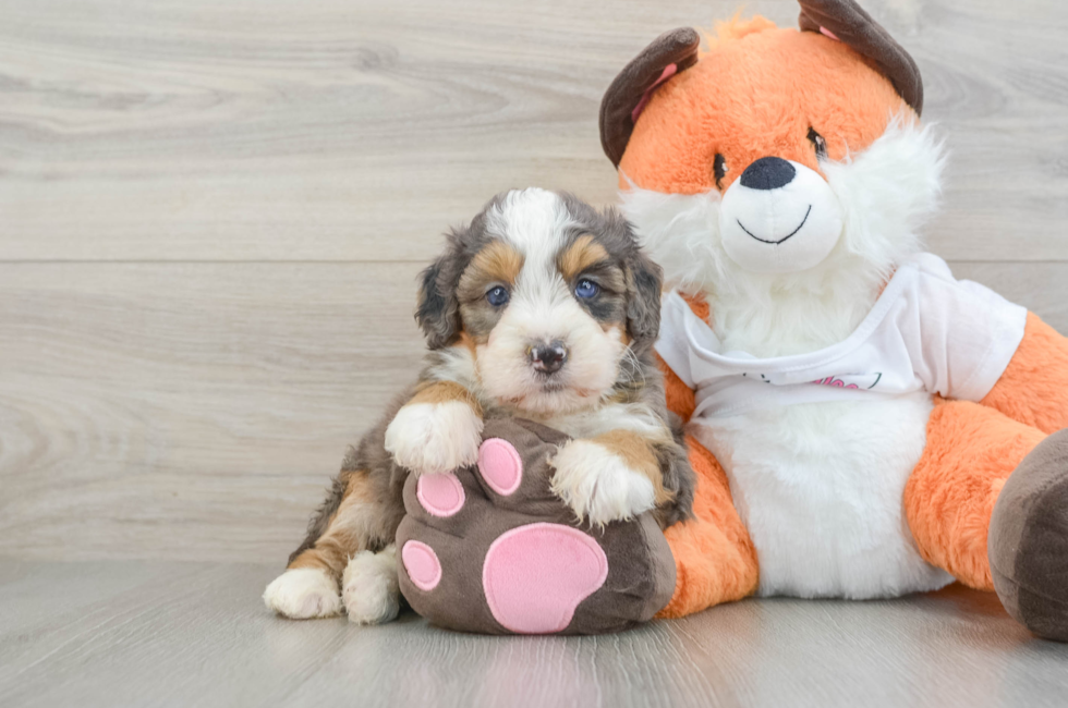 7 week old Mini Bernedoodle Puppy For Sale - Lone Star Pups