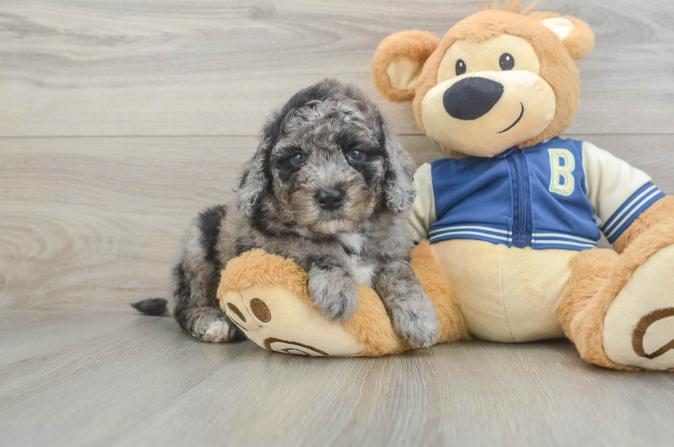 5 week old Mini Bernedoodle Puppy For Sale - Lone Star Pups