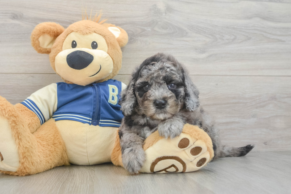 Happy Mini Bernedoodle Baby