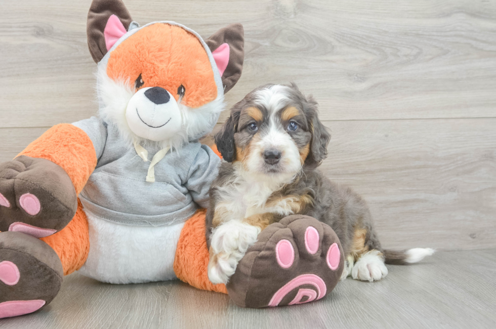 5 week old Mini Bernedoodle Puppy For Sale - Lone Star Pups