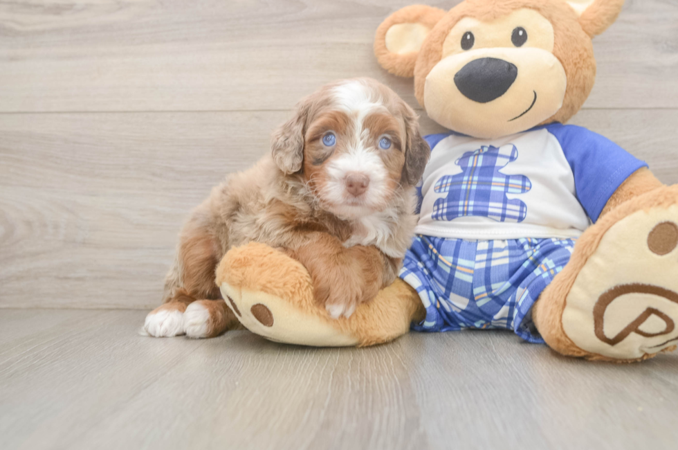 5 week old Mini Bernedoodle Puppy For Sale - Lone Star Pups