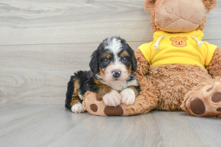 Sweet Mini Bernedoodle Baby