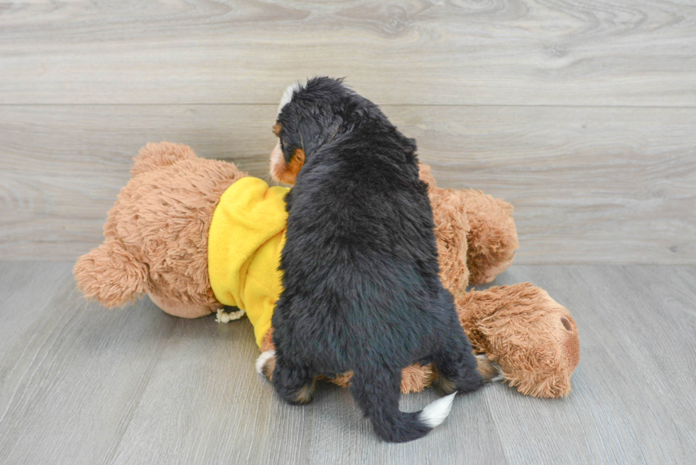 Energetic Bernadoodle Poodle Mix Puppy