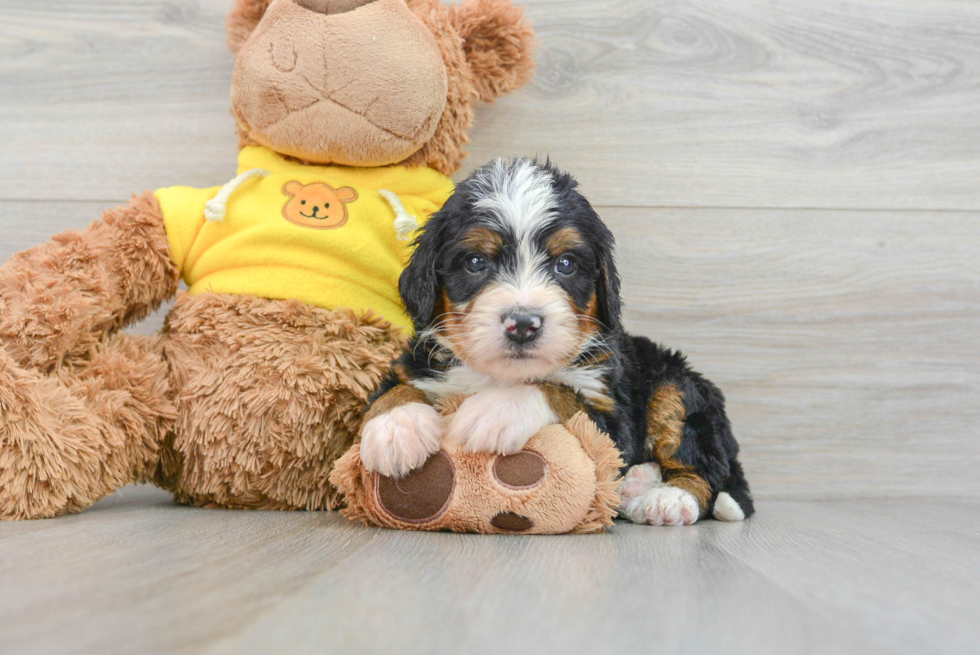 Best Mini Bernedoodle Baby