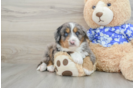 Energetic Mini Bernesedoodle Poodle Mix Puppy