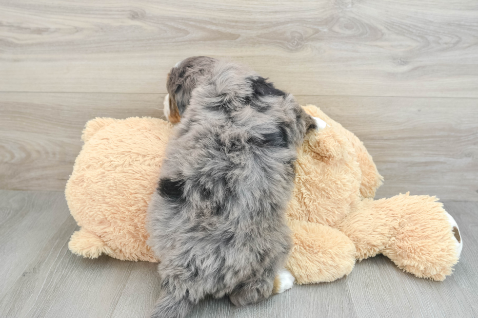 Little Mini Bernesedoodle Poodle Mix Puppy