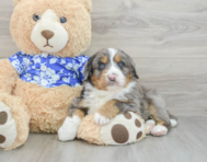 9 week old Mini Bernedoodle Puppy For Sale - Lone Star Pups